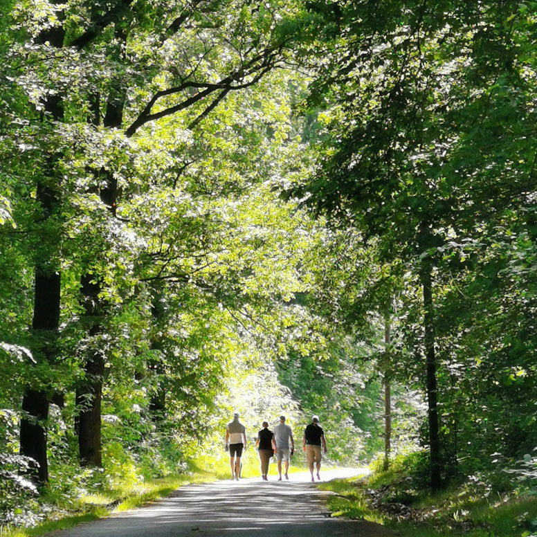 Waldweg mit Menschengruppe